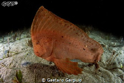 Red Indian fish surprised on the bare sand (night dive) by Gaetano Gargiulo 